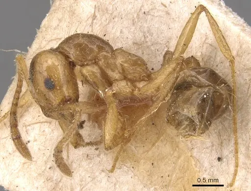 Megalomyrmex modestus specimen CASENT0904611 image casent0904611_3
