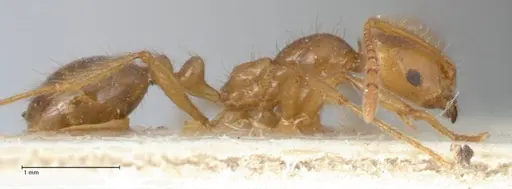 Megalomyrmex modestus specimen FOCOL1758 image focol1758_4