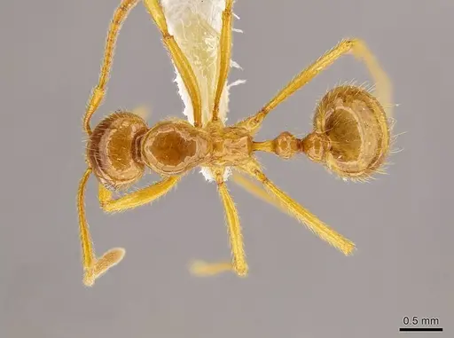 Megalomyrmex modestus specimen INBIOCRI001281465 image inbiocri001281465_1