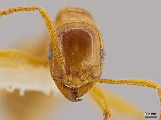 Megalomyrmex modestus specimen INBIOCRI001281465 image inbiocri001281465_2