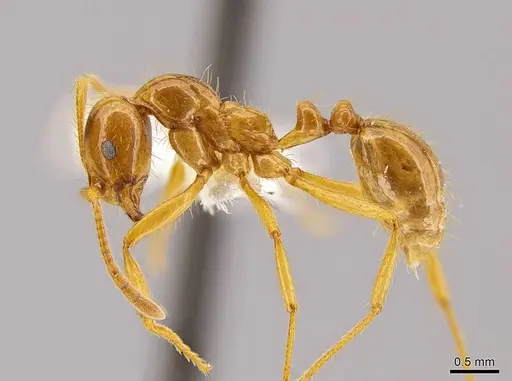 Megalomyrmex modestus specimen INBIOCRI001281465 image inbiocri001281465_3