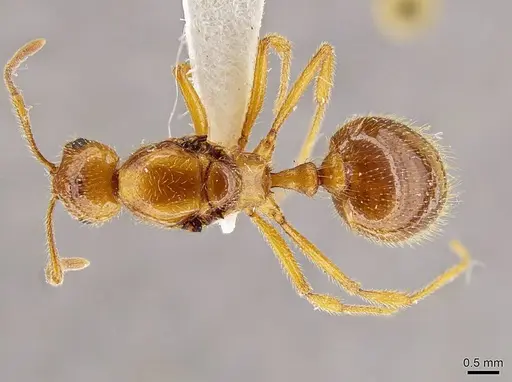 Megalomyrmex modestus specimen INBIOCRI002280179 image inbiocri002280179_1