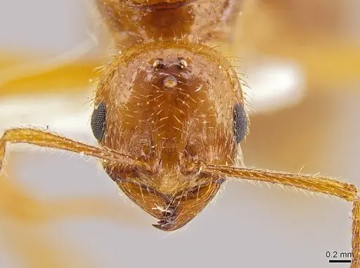 Megalomyrmex modestus specimen INBIOCRI002280179 image inbiocri002280179_2