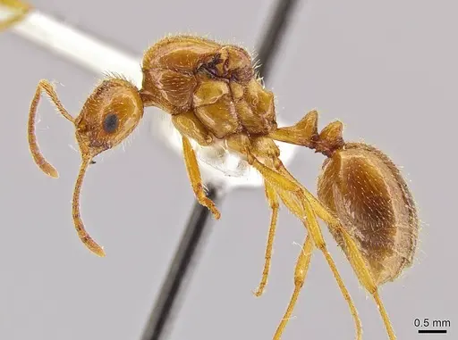Megalomyrmex modestus specimen INBIOCRI002280179 image inbiocri002280179_3