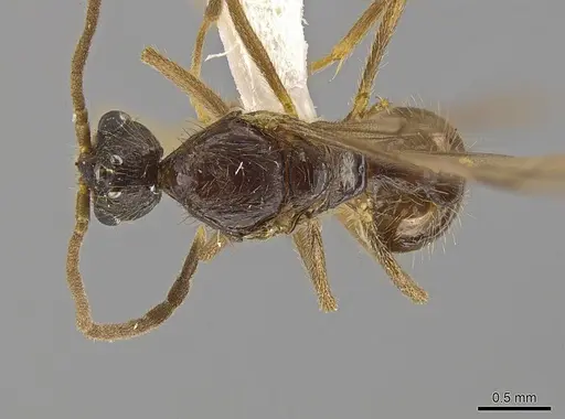 Megalomyrmex modestus specimen INBIOCRI002280196 image inbiocri002280196_1