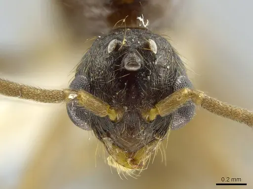 Megalomyrmex modestus specimen INBIOCRI002280196 image inbiocri002280196_2