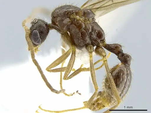 Megalomyrmex modestus specimen INBIOCRI002280196 image inbiocri002280196_3