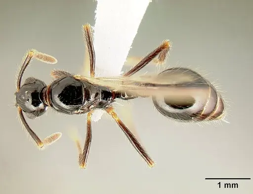 Megalomyrmex mondabora specimen CASENT0613271 image casent0613271_1