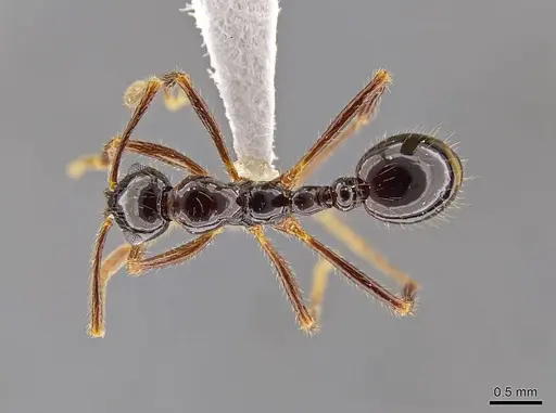 Megalomyrmex mondabora specimen CASENT0630976 image casent0630976_1