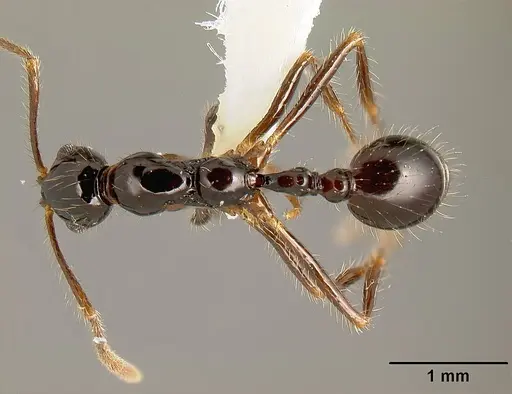 Megalomyrmex mondabora specimen INBIOCRI001280853 image inbiocri001280853_1