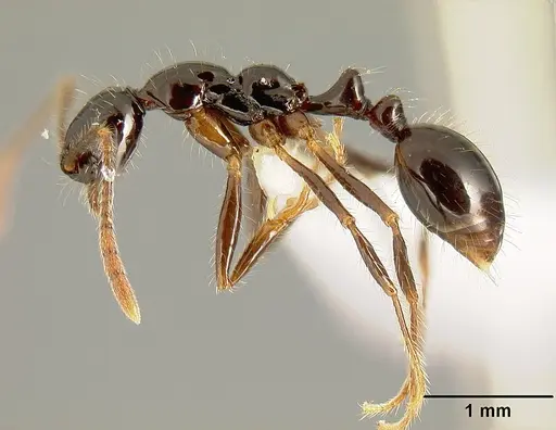 Megalomyrmex mondabora specimen INBIOCRI001280853 image inbiocri001280853_3