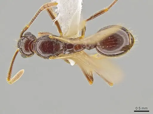 Megalomyrmex mondabora specimen INBIOCRI001280862 image inbiocri001280862_1