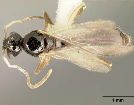Megalomyrmex mondabora specimen JTLC000001520 image jtlc000001520_1
