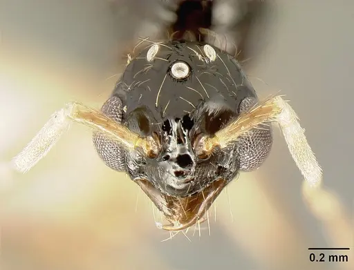 Megalomyrmex mondabora specimen JTLC000001520 image jtlc000001520_2