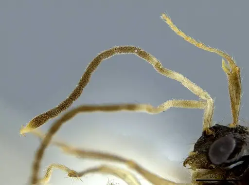 Megalomyrmex mondabora specimen JTLC000001520 image jtlc000001520_3