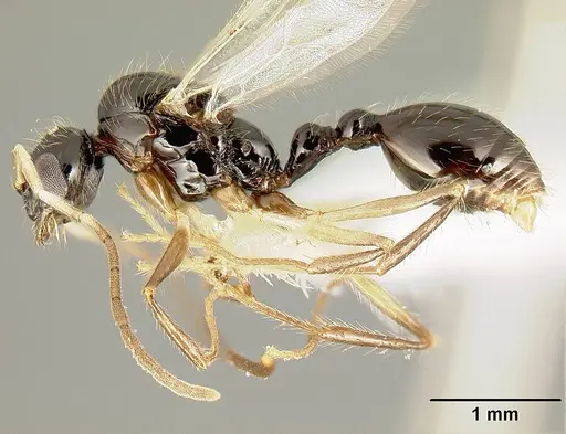 Megalomyrmex mondabora specimen JTLC000001520 image jtlc000001520_4