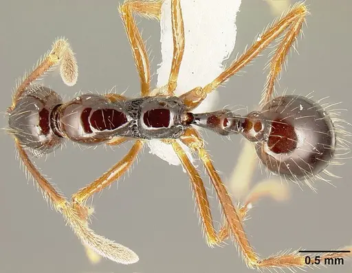 Megalomyrmex mondabora specimen MCZ35466 image mcz35466_1