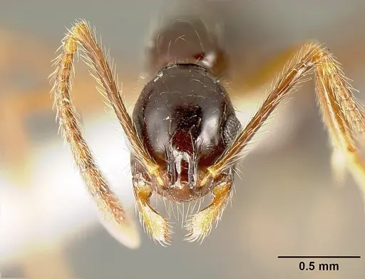 Megalomyrmex mondabora specimen MCZ35466 image mcz35466_2