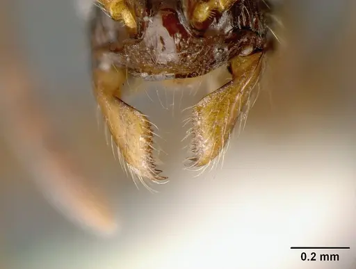 Megalomyrmex mondabora specimen MCZ35466 image mcz35466_3