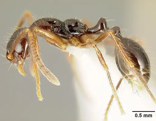 Megalomyrmex mondabora specimen MCZ35466 image mcz35466_4