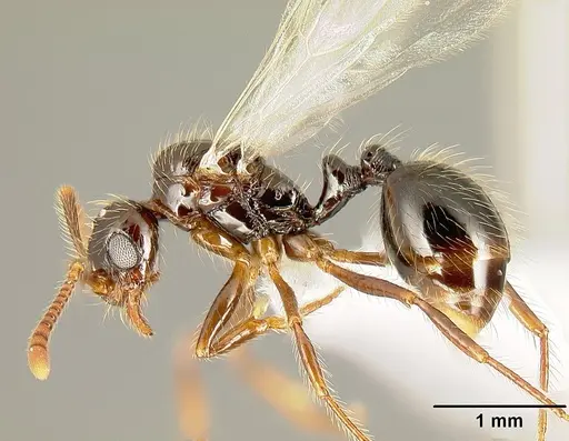 Megalomyrmex mondaboroides specimen CASENT0613246 image casent0613246_3