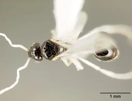 Megalomyrmex mondaboroides specimen CASENT0613247 image casent0613247_1