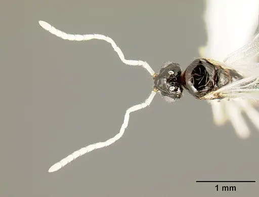 Megalomyrmex mondaboroides specimen CASENT0613247 image casent0613247_2