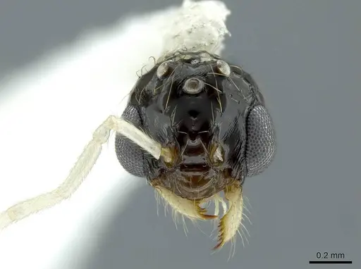 Megalomyrmex mondaboroides specimen CASENT0613247 image casent0613247_3