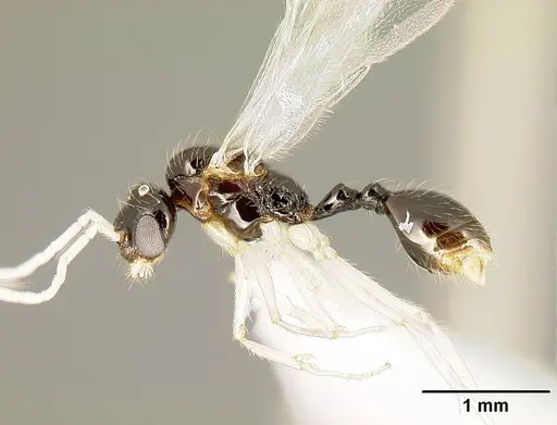 Megalomyrmex mondaboroides specimen CASENT0613247 image casent0613247_5