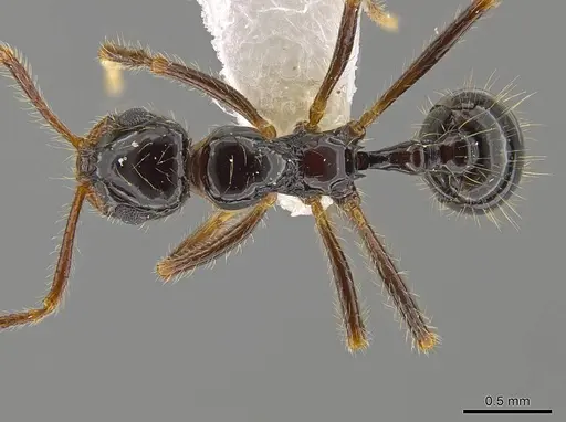 Megalomyrmex mondaboroides specimen INB0003622334 image inb0003622334_1