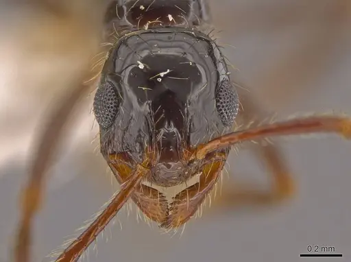 Megalomyrmex mondaboroides specimen INB0003622334 image inb0003622334_2