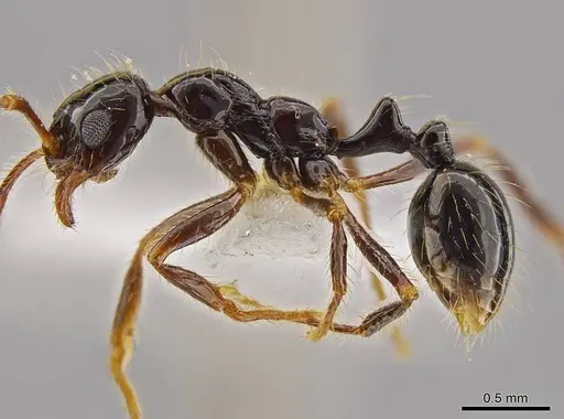 Megalomyrmex mondaboroides specimen INB0003622334 image inb0003622334_3