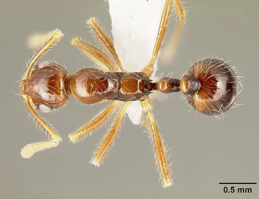Megalomyrmex mondaboroides specimen JTLC000015325 image jtlc000015325_1