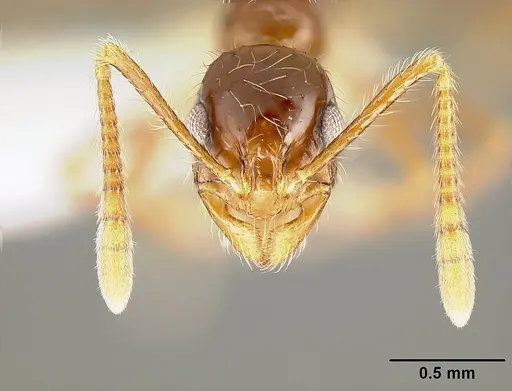 Megalomyrmex mondaboroides specimen JTLC000015325 image jtlc000015325_2