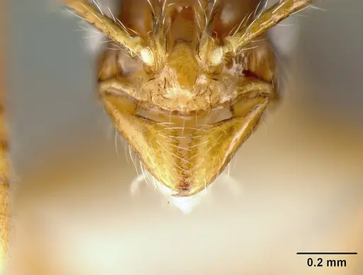 Megalomyrmex mondaboroides specimen JTLC000015325 image jtlc000015325_3