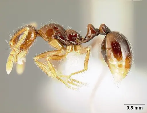 Megalomyrmex mondaboroides specimen JTLC000015325 image jtlc000015325_4
