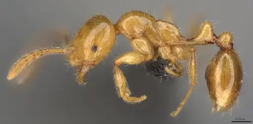 Megalomyrmex myops specimen ANTWEB1053770 image antweb1053770_1
