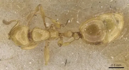 Megalomyrmex myops specimen CASENT0913545 image casent0913545_1