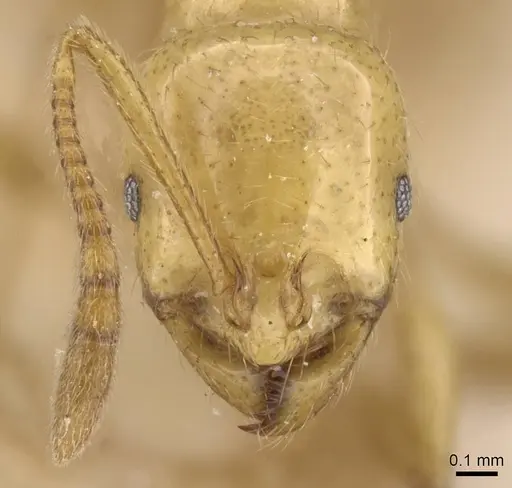 Megalomyrmex myops specimen CASENT0913545 image casent0913545_2