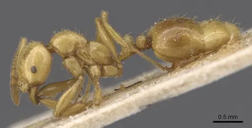 Megalomyrmex myops specimen CASENT0913545 image casent0913545_3