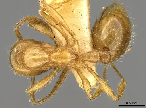 Megalomyrmex myops specimen CASENT0914060 image casent0914060_1