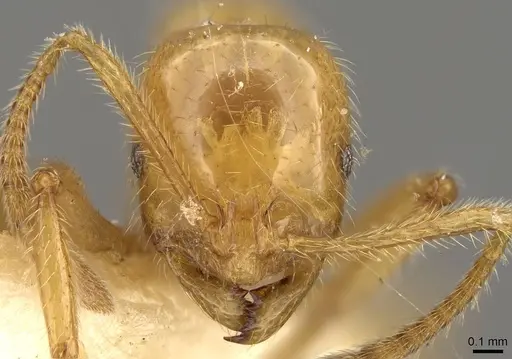 Megalomyrmex myops specimen CASENT0914060 image casent0914060_2