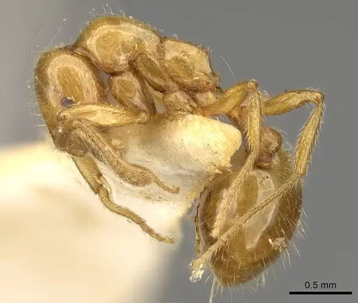 Megalomyrmex myops specimen CASENT0914060 image casent0914060_3