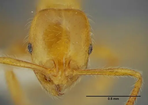 Megalomyrmex myops specimen UFV-LABECOL-000328 image ufv-labecol-000328_1