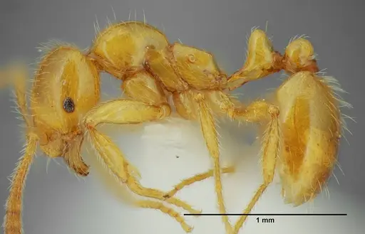 Megalomyrmex myops specimen UFV-LABECOL-000328 image ufv-labecol-000328_2