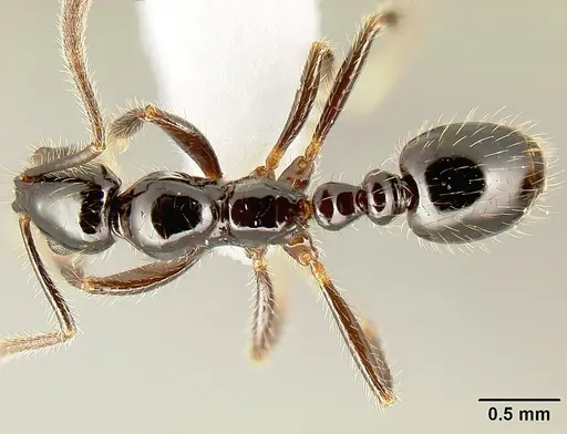 Megalomyrmex nocarina specimen INB0003678142 image inb0003678142_1