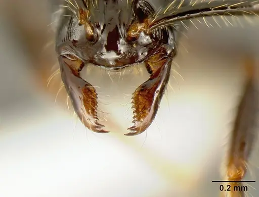 Megalomyrmex nocarina specimen INB0003678142 image inb0003678142_3