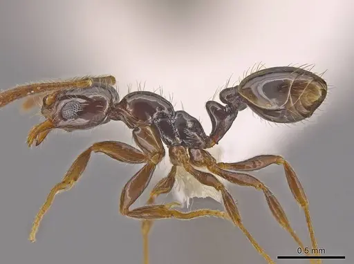 Megalomyrmex osadrifti specimen CASENT0630909 image casent0630909_4