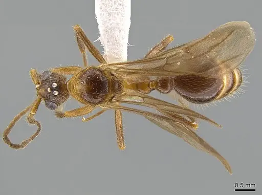 Megalomyrmex peetersi specimen CASENT0630041 image casent0630041_1