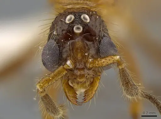 Megalomyrmex peetersi specimen CASENT0630041 image casent0630041_2